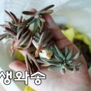 서우식품 이미지