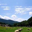 새기운목장 이미지