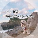 이쁘당개 이미지