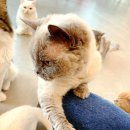 냥떼목장 이미지