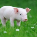 돼지꿈파는집 이미지