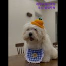 제주도게스트하우스 함덕주택 이미지