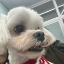 히히 그루밍 이미지