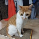 멍냥이노리터 이미지