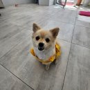 이발하개 네이버블로그
