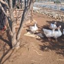 이인자 농장 이미지