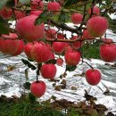 부석사 입구 이미지