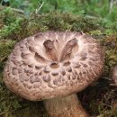 이레식품상사 이미지