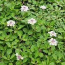 쿠라피아(Kurapia)란?