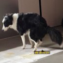 맥스 | [강아지유산균] 효모형 유산균으로 살아서 장까지! 모두 보울라디맥스 후기