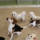 하울팟 부산케어센터 이미지