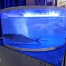 박영철 사시미 이미지