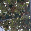 해찬솔농장 이미지