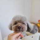리쌀롱 이미지