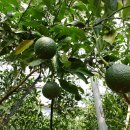 진표농장 이미지