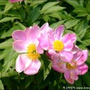 [바람의노래]이제하 동영상 모란동백 이미지