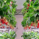 청년모종 이미지