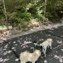 이일만 | 한 여름에도 열대야따윈 없는 캠핑장 봉화 각화산캠핑장 애견동반 후기