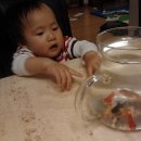 낼름&애견샵 이미지