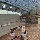 하얀집펜션 이미지