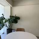 폴리파크 칠곡점 | 대구 달서구 애견동반카페 물그나무/갬성은 좋지만, 너무 더웠어요