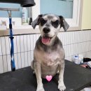 마이핫독 이미지