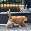 동부수도사업소 | 테니스장 9곳 비교 후기 (수도공고, Flex Tennis Club...봉은 테니스장, 올림픽공원, 동부 도로사업소)