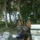 호동이네 이미지