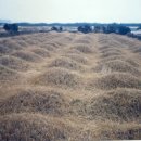 상모리-25 이미지