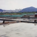 염전체험 티스토리