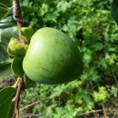 명기농장 이미지