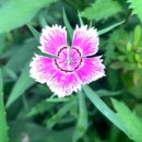 정희네민박 이미지