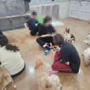 청소팅커벨 Daum카페