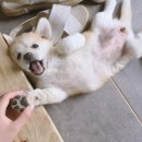 분당-225 이미지