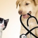 그루동물병원 이미지