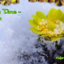 Spring Time / Yiruma 봄의전령사 복수초 snow gif 이미지