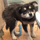 대부중앙로 이미지