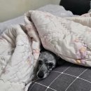 코코마리(coco mari) 이미지