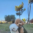 판도라독 이미지