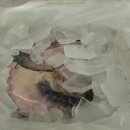 래아수산 | 죽상어 도전기... 농라 래아수산