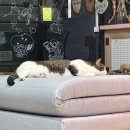 뉴캣하우스