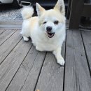 오늘하루 애견 동반 스파펜션 이미지