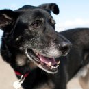 나는강아지 이미지