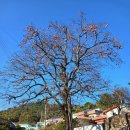 김영삼전대통령생가기록전시관 | 김영삼 전 대통령생가