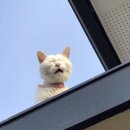 유로아이