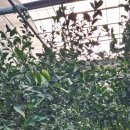 시은농장 이미지