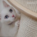 쿨펫동물병원광교
