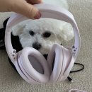 보스노래방 | 핑크공주 모여라!보스 QC 헤드폰 페탈핑크 구매후기/입학 졸업 취업 선물추천