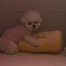 아이커뮤니케이션 | 애니멀 커뮤니케이션 후기(루다선생님)