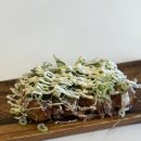 두정 | 천안 두정 맛도리 타코야끼 후기_타코비 천안두정점
